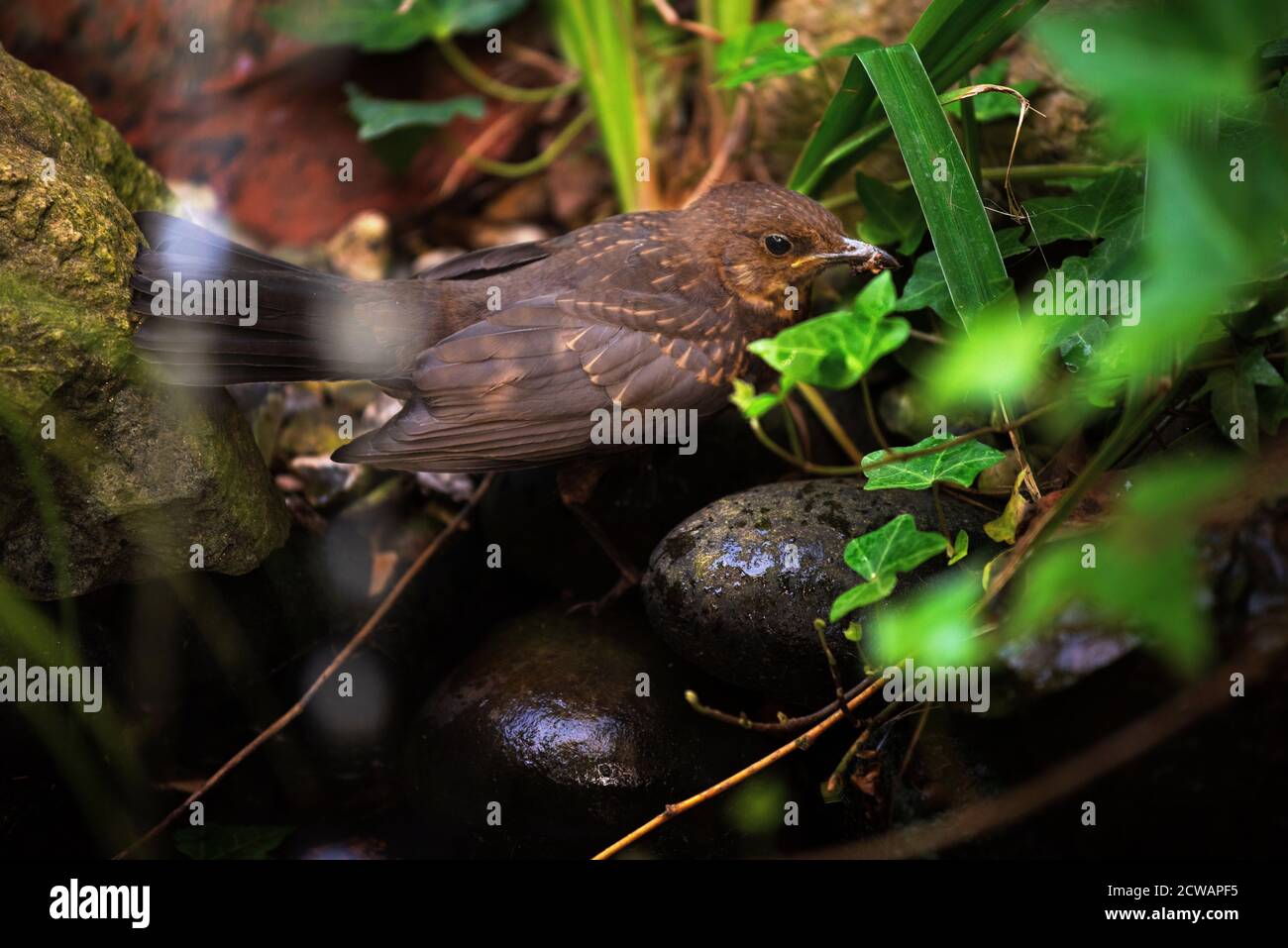 Blackbird Juvenile Thaxted Essex England 2020 Wikipedia: The common blackbird (Turdus merula) is a species of true thrush. It is also called the Euras Stock Photo