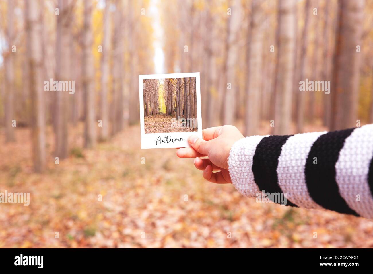 Close up of woman's hand holding and matching a snapshot with the scenery of a forest in the autumn season. Stock Photo