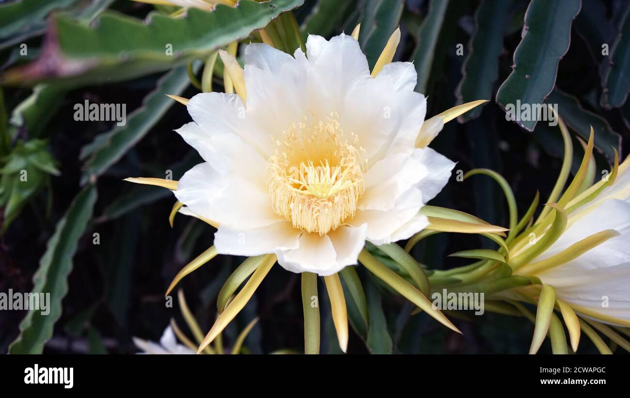 Close up of dragon fruit flower in the morning Stock Photo