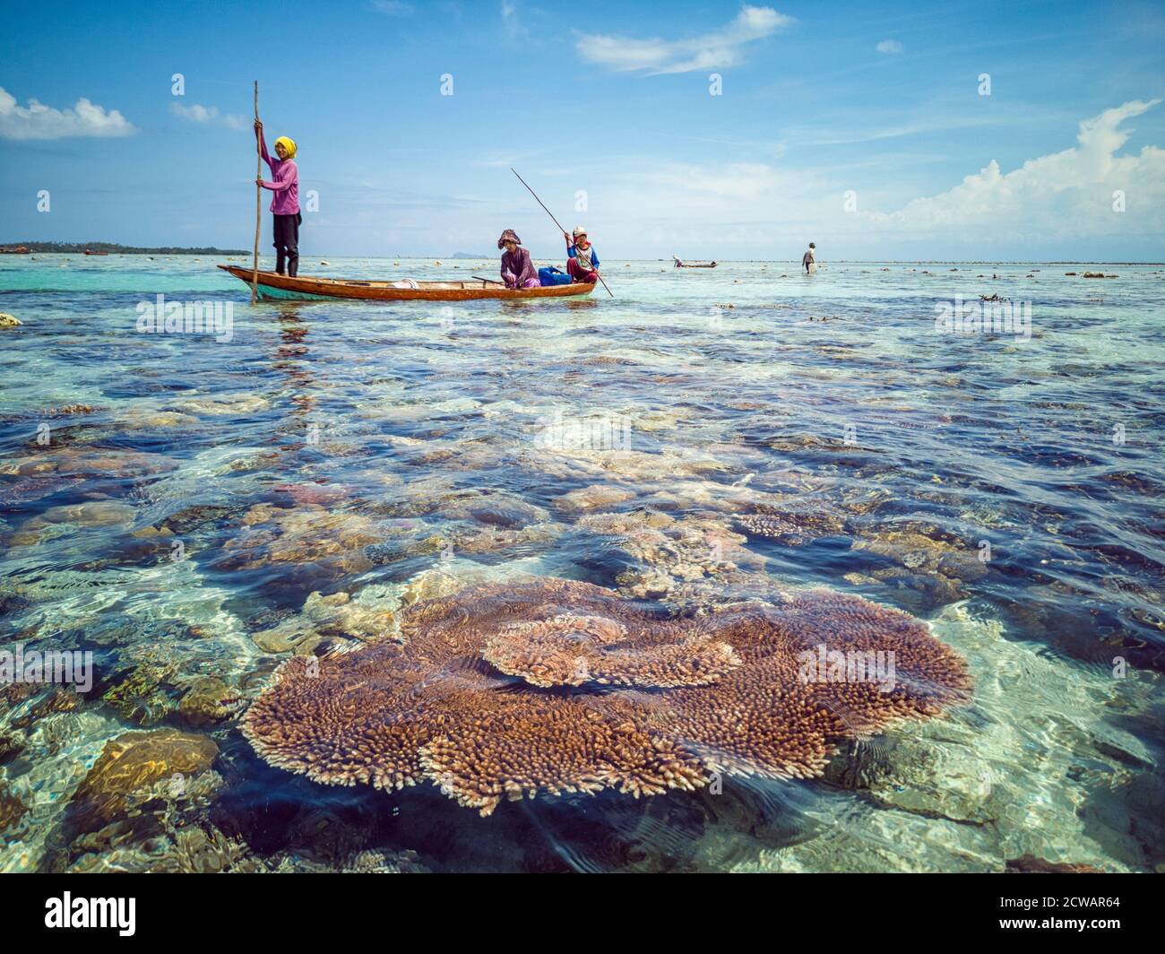 Reef gypsy sales