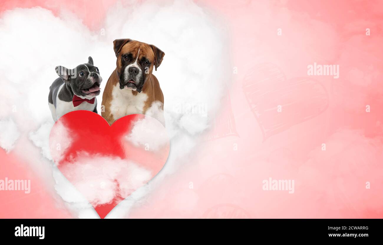 Boxer dogs boxer puppies hi-res stock photography and images - Page 3 -  Alamy, image size:1300x831