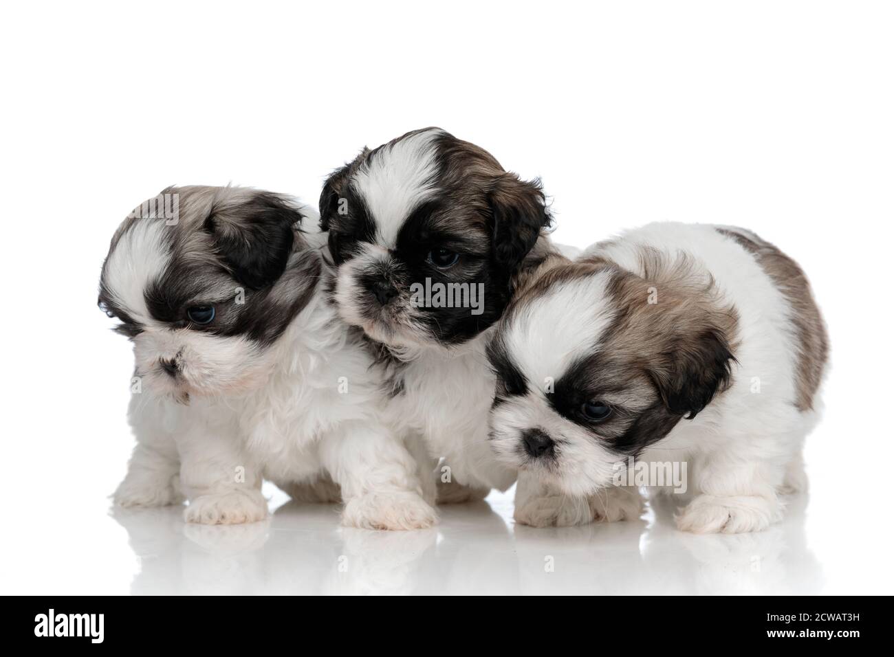Focused Shih Tzu cubs looking for something while standing on white studio background Stock Photo