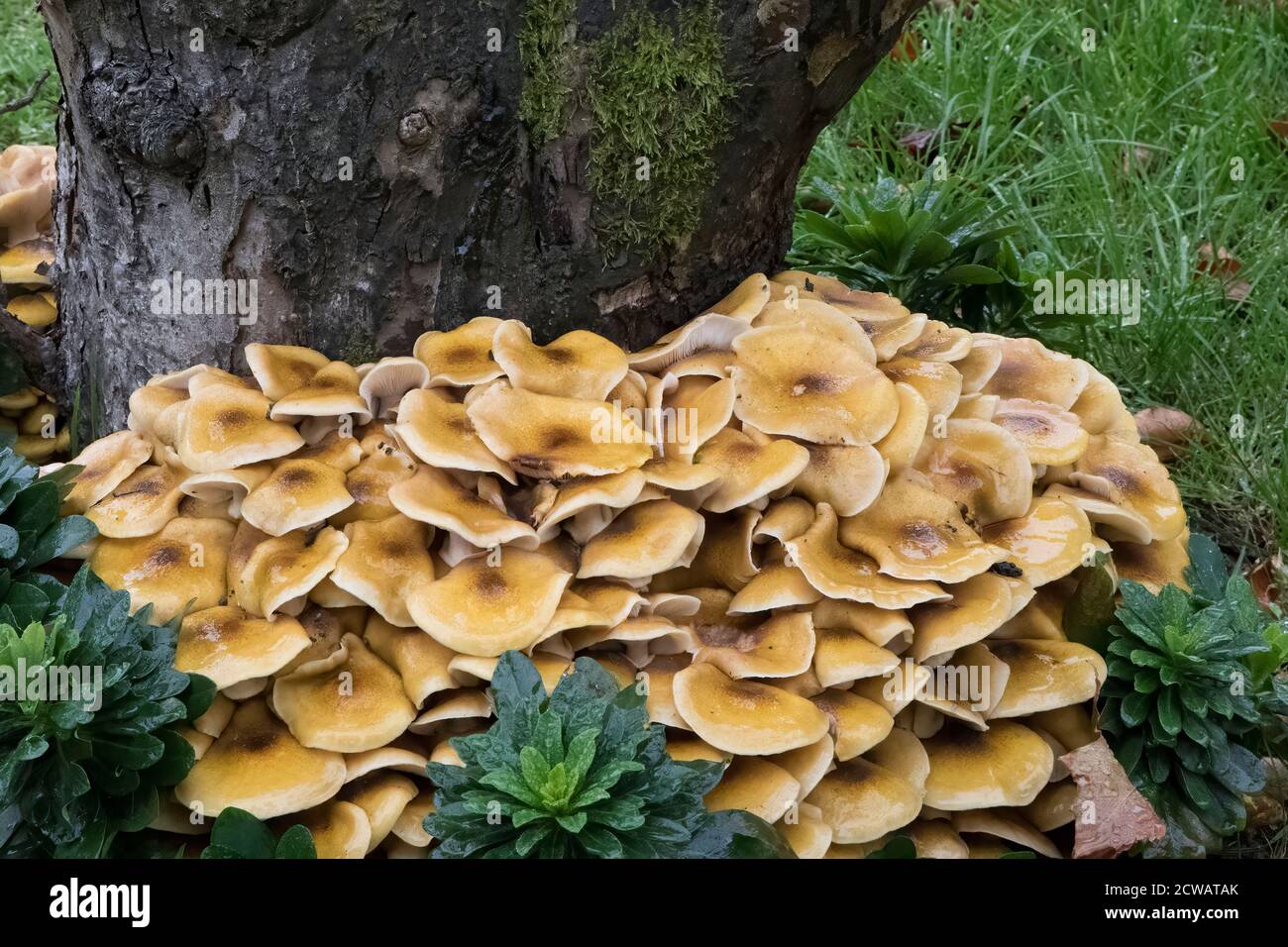 Mushrooms growing around base of rotten tree Stock Photo Alamy
