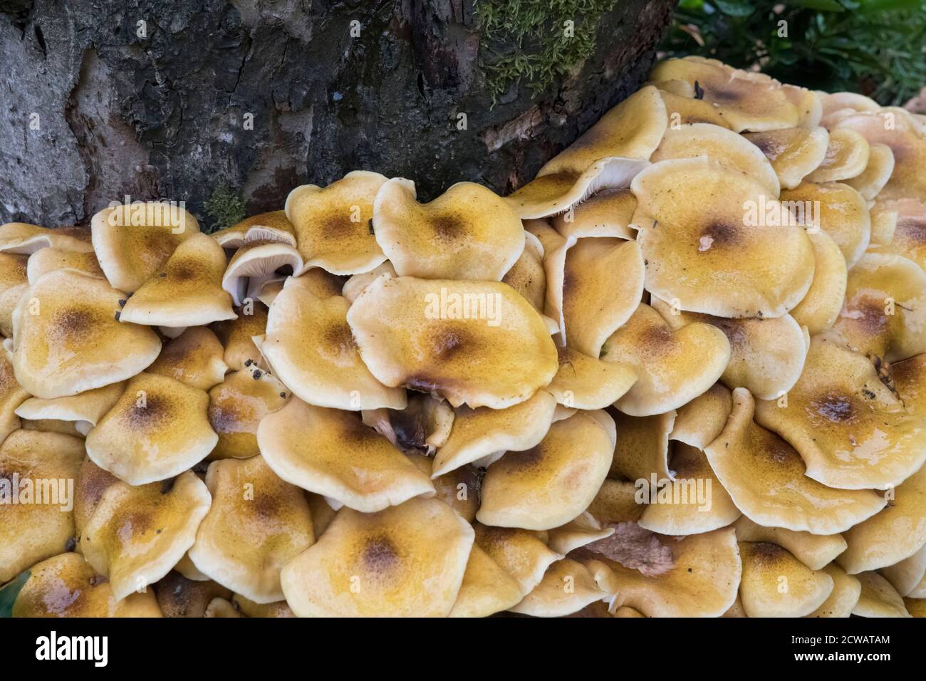 honey fungus mushrooms growing on apple tree Stock Photo Alamy