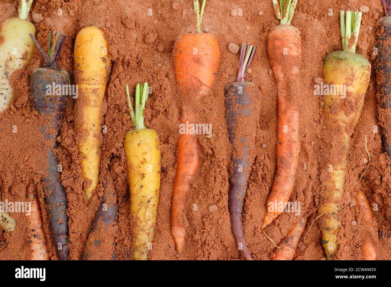 Storing rainbow carrots in wooden box of damp sand - top layer of sand omitted to display veg. Stock Photo