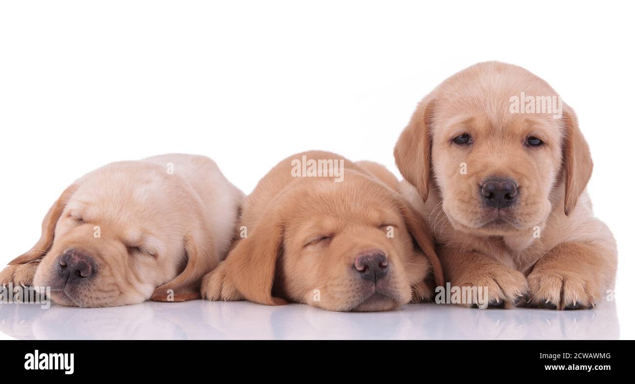 Why Does My Dogs White Fur Look Yellow