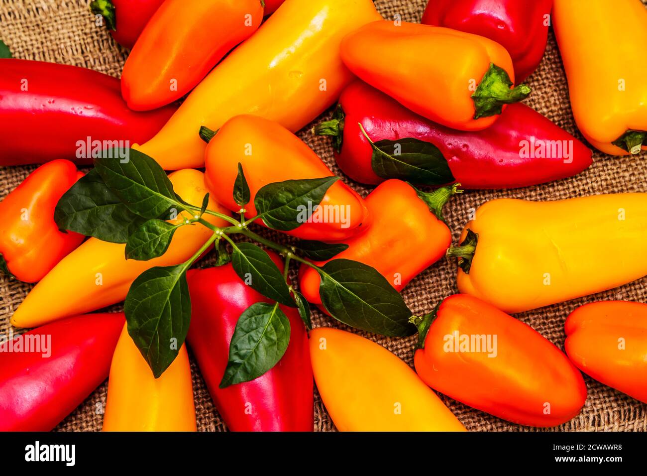 Assorted Ripe Multi Colored Baby Peppers Red Orange And Yellow Fresh Harvest Juicy Products For Healthy Lifestyle Old Wooden Boards Background C Stock Photo Alamy