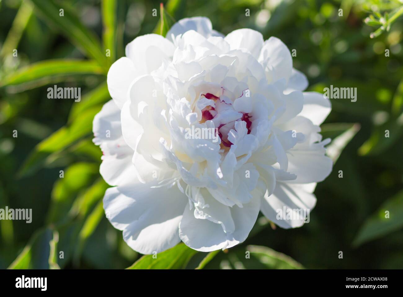 pink peony flower in a botanical garden Stock Photo - Alamy