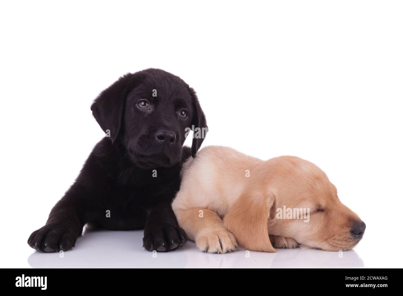 group of two labradors retrievers sleeping and cuddling, laying down ...