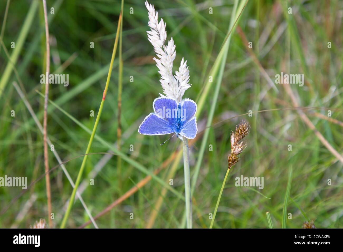 The Common Blue butterfly (Polyommatus icarus) is the most widespread blue butterfly in Britain and is found in a variety of grassy habitats Stock Photo