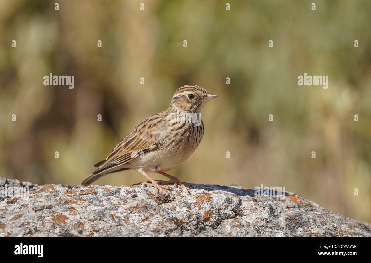 Woodlark or wood lark (Lullula arborea) perched on a rock, in spanish nature reserve. Spain. Stock Photo