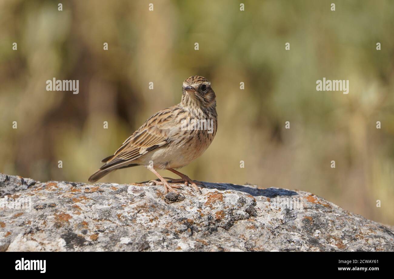 Woodlark or wood lark (Lullula arborea) perched on a rock, in spanish nature reserve. Spain. Stock Photo