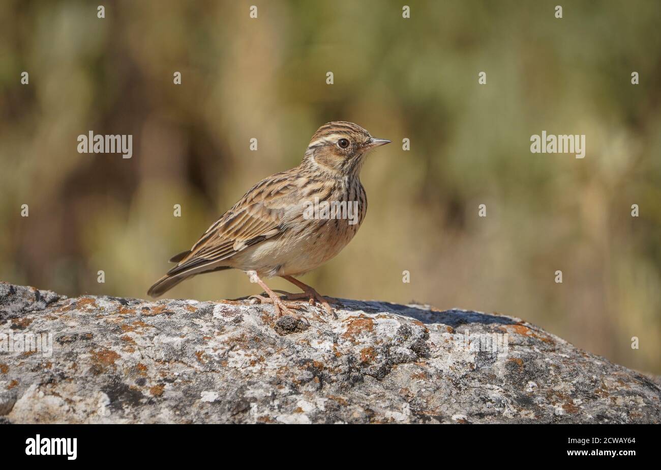 Woodlark or wood lark (Lullula arborea) perched on a rock, in spanish nature reserve. Spain. Stock Photo