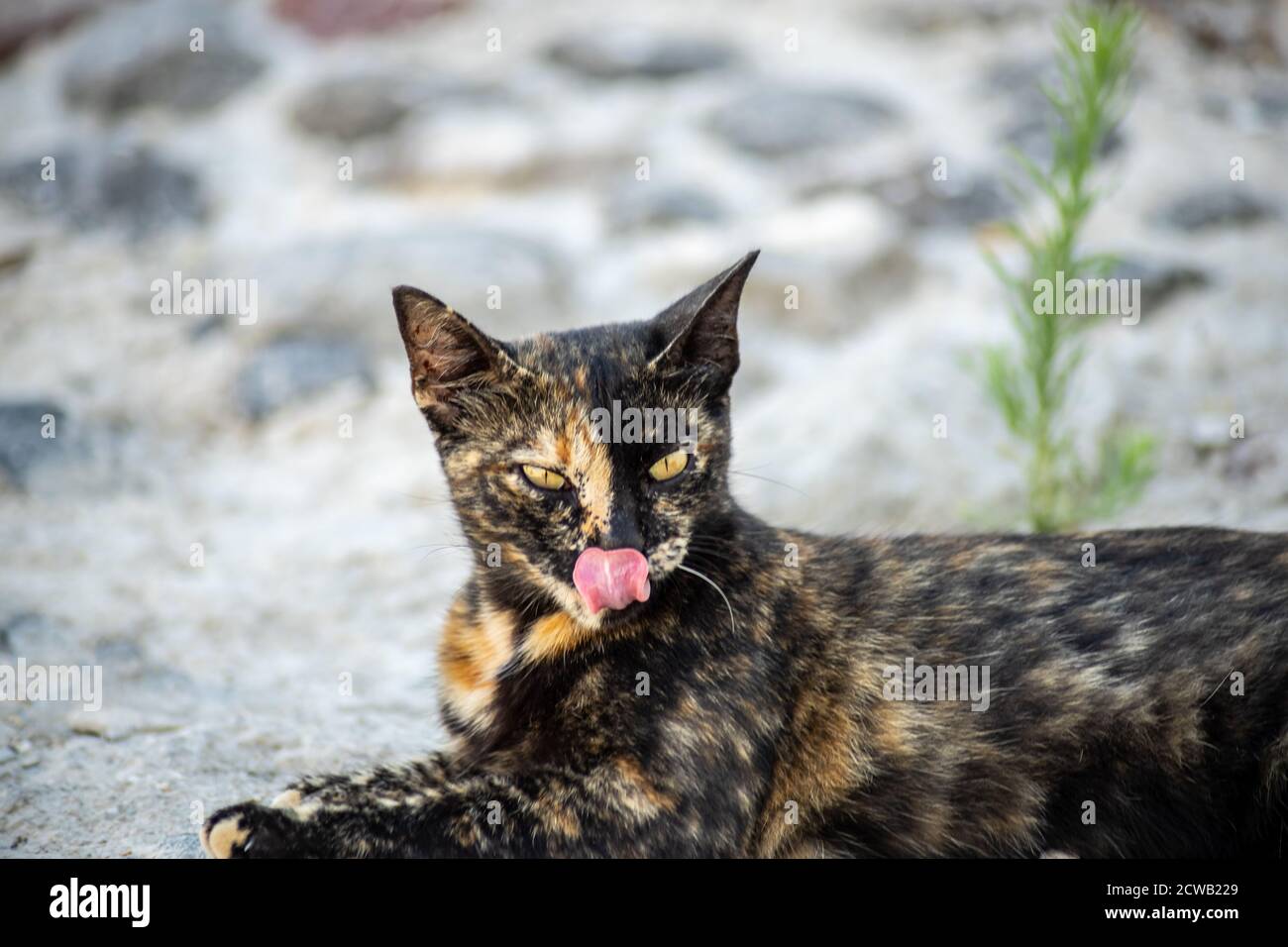 Closeup of a gold and black cat with yellow eyes licking its lips lying ...