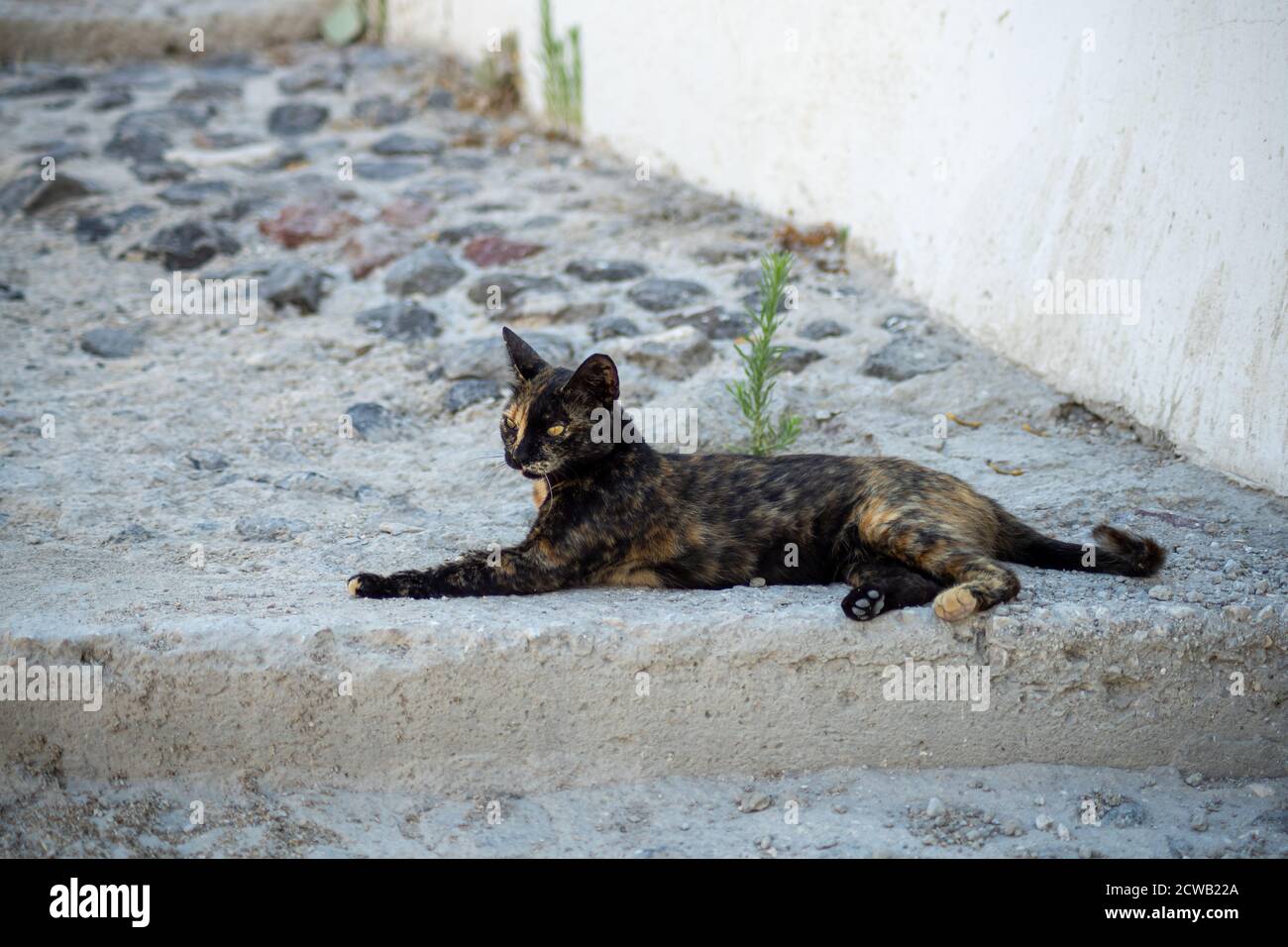 Gold and black cat with yellow eyes lying on a stone floor Stock Photo