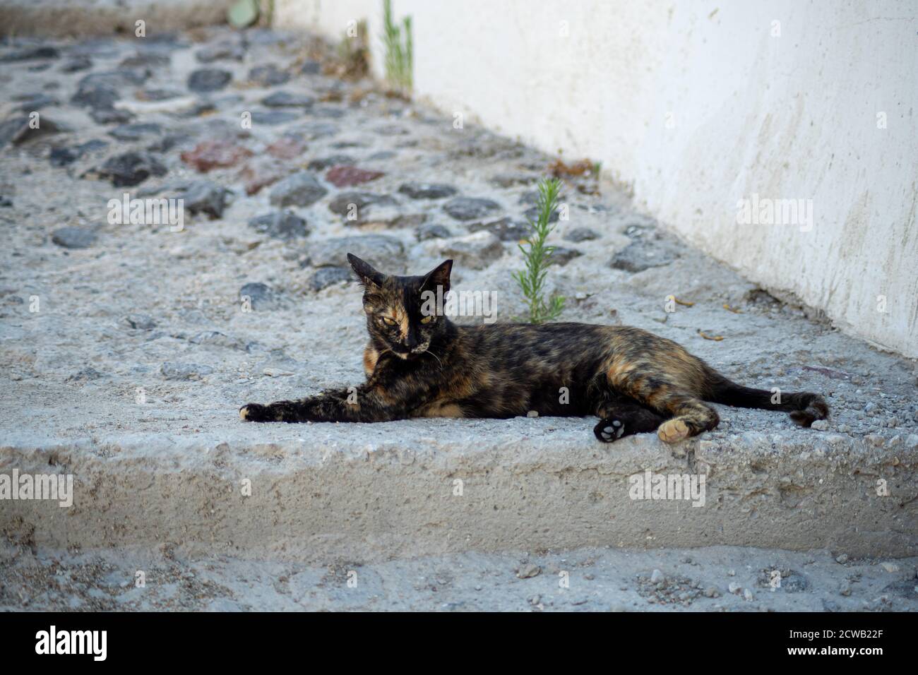 Gold and black cat with yellow eyes lying on a stone floor Stock Photo