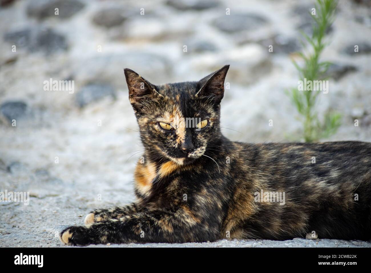 Closeup of a gold and black cat with yellow eyes lying on a stone floor Stock Photo