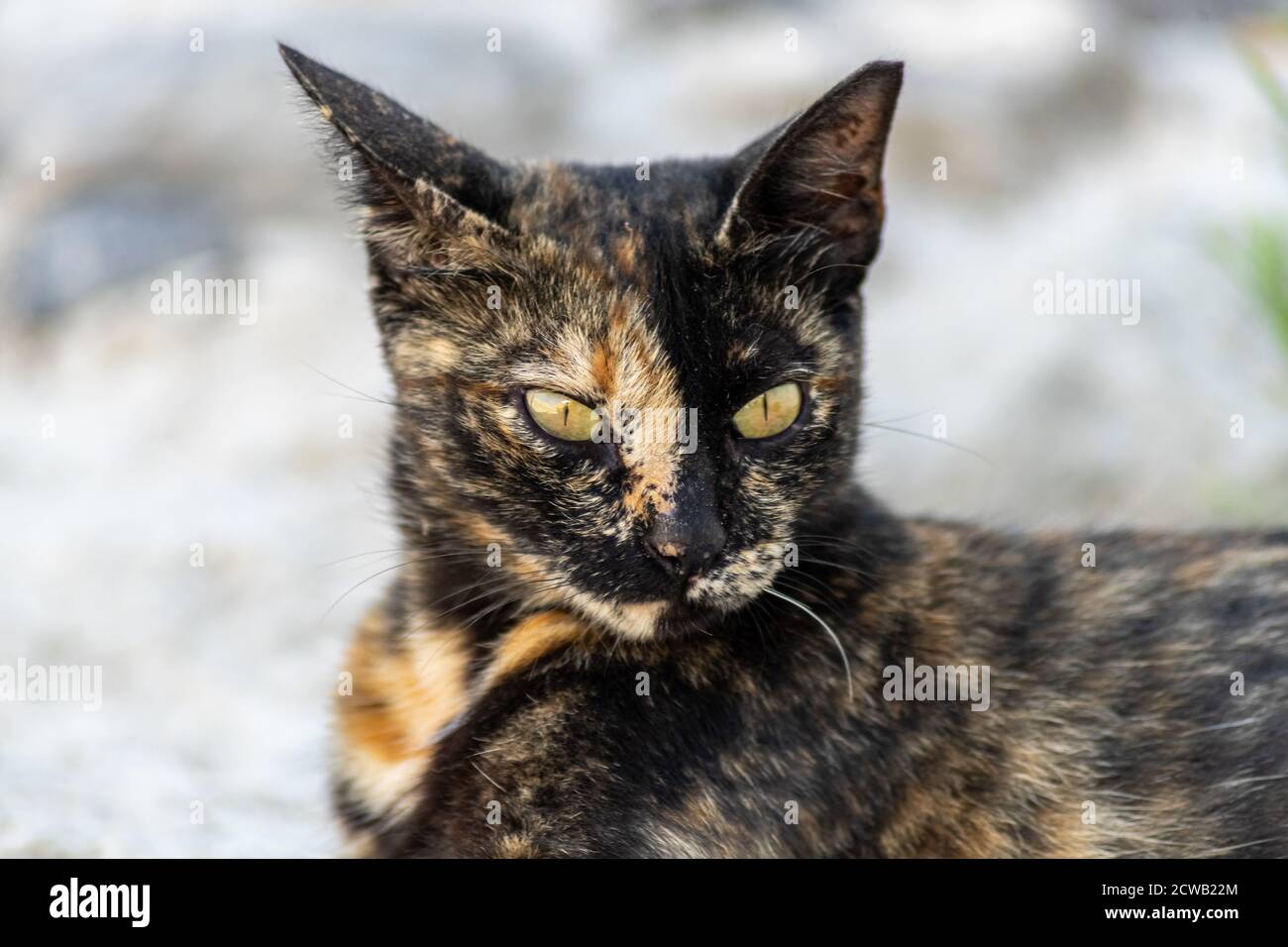 Closeup of a gold and black cat with yellow eyes lying on a stone floor Stock Photo
