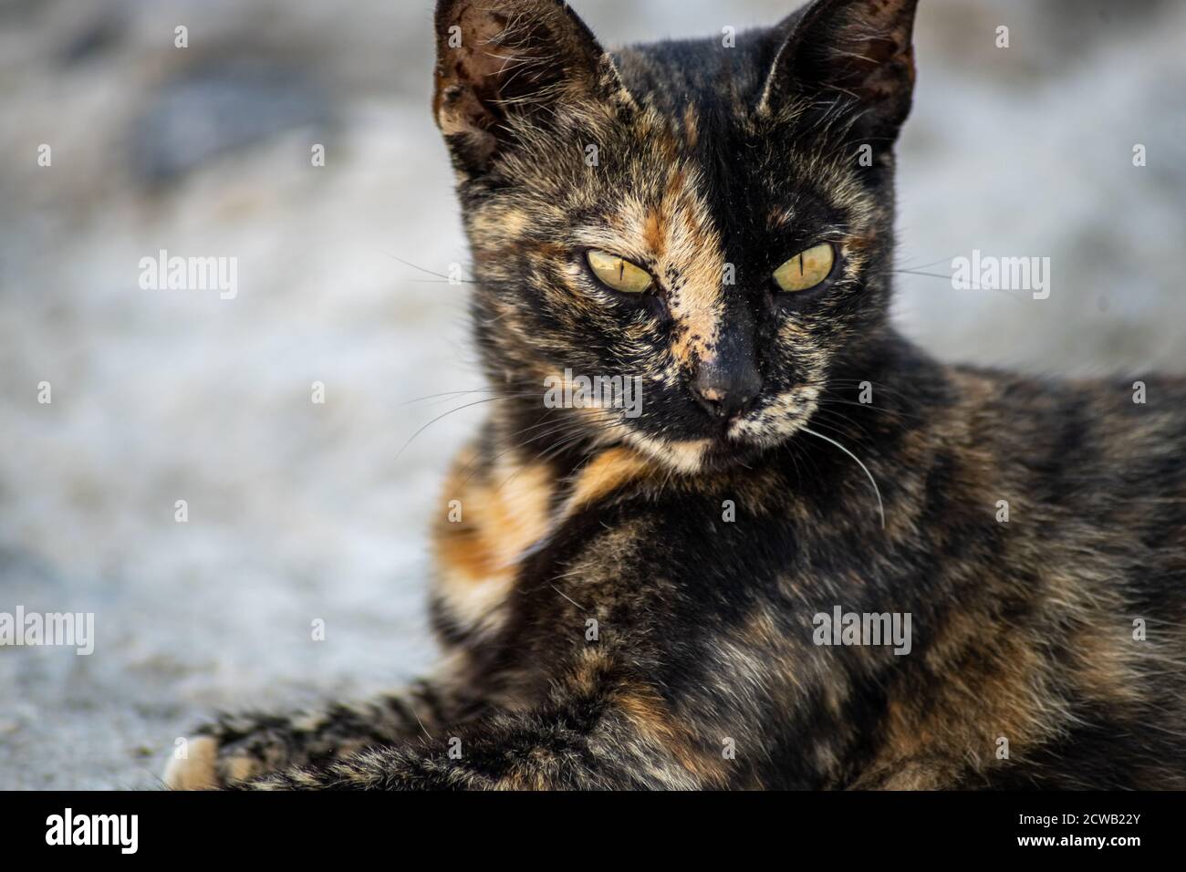 Closeup of a gold and black cat with yellow eyes lying on a stone floor Stock Photo