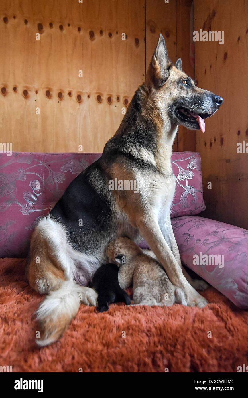 german shepherd lion breed