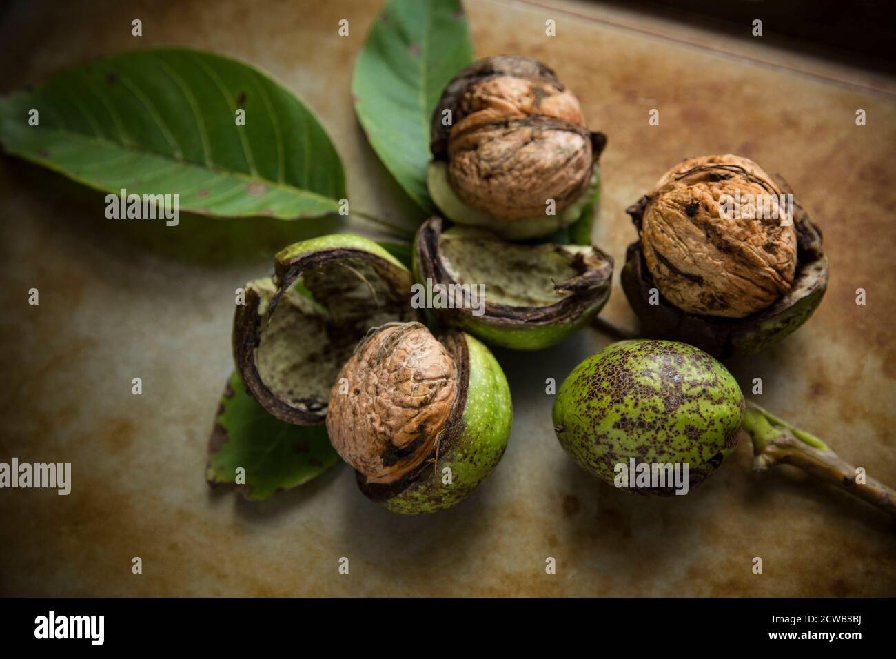 Walnuts picked from a tree growing next to a country lane. The nuts can be seen here after the outer casing, or husk, has been removed. Dorset England Stock Photo