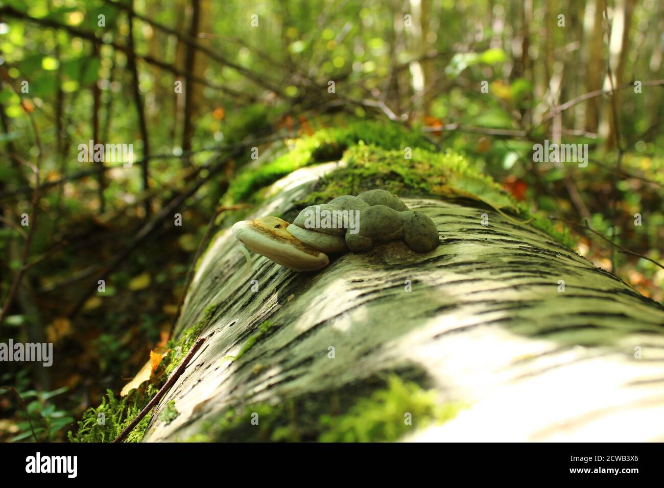 Small parasitic fungus growing on a fallen birch in the woods Stock Photo