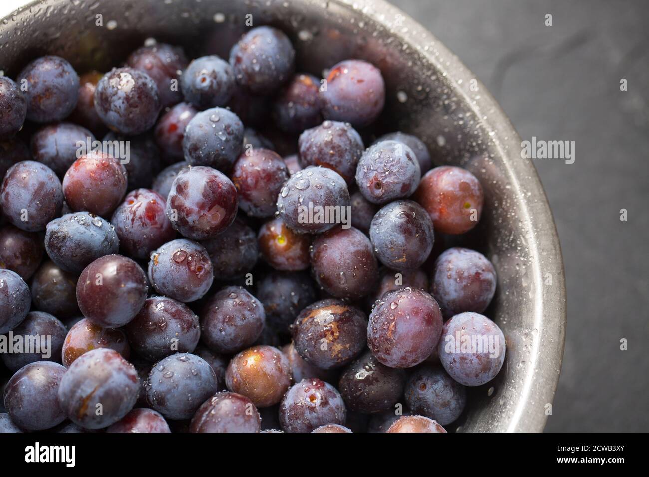 Bullace, a type of plum, that were picked from a tree growing near homes. They have been washed in preparation for making jam. Dorset England UK GB Stock Photo