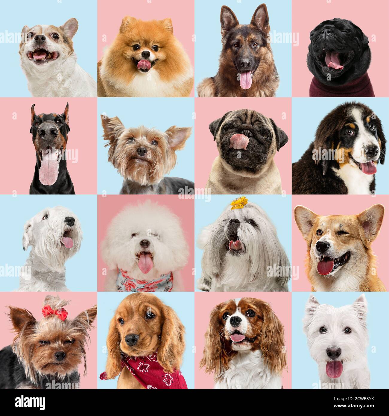 Stylish adorable dogs posing. Cute doggies or pets happy. The ...
