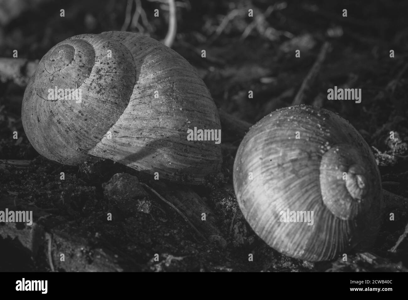 Two empty snail shells, empty snail shells, snail housing, black and white photo Stock Photo
