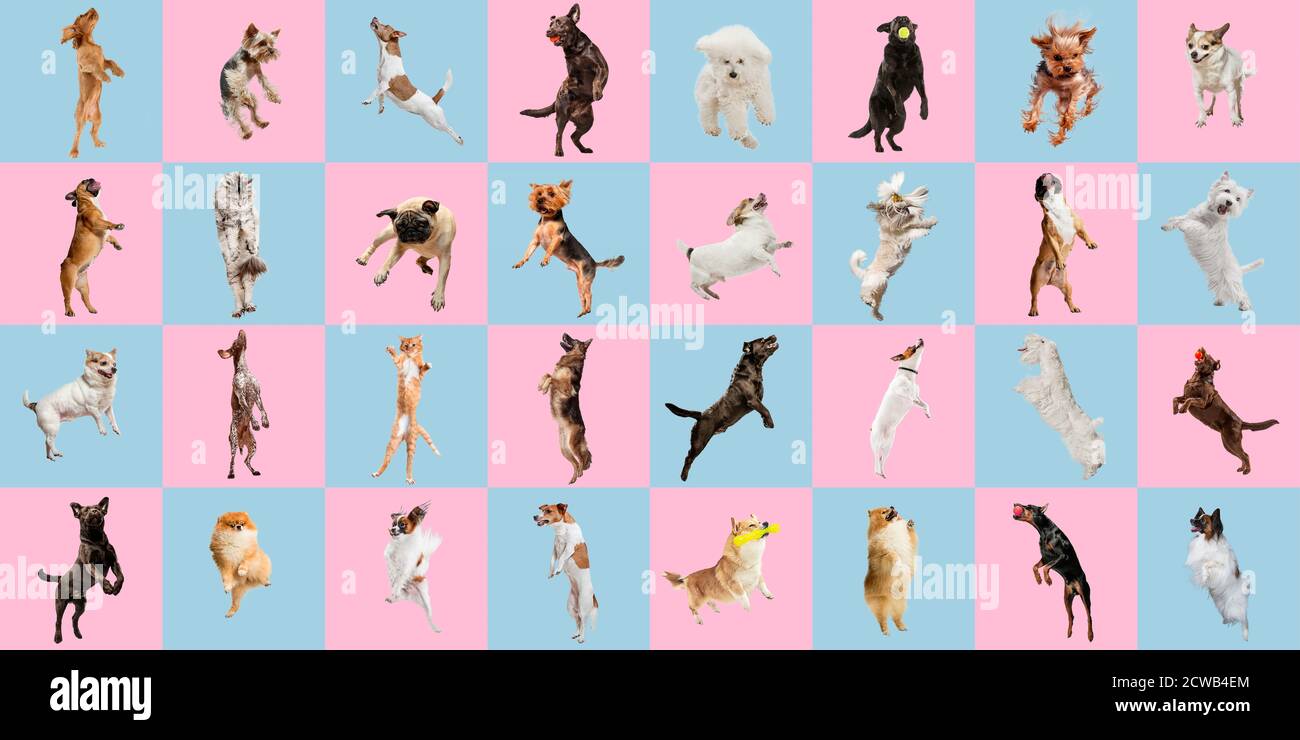 Jumping high. Stylish adorable dogs and cats posing. Cute pets happy. The various purebred puppies and cats. Creative collage isolated on pink-blue studio background. Different breeds. Stock Photo