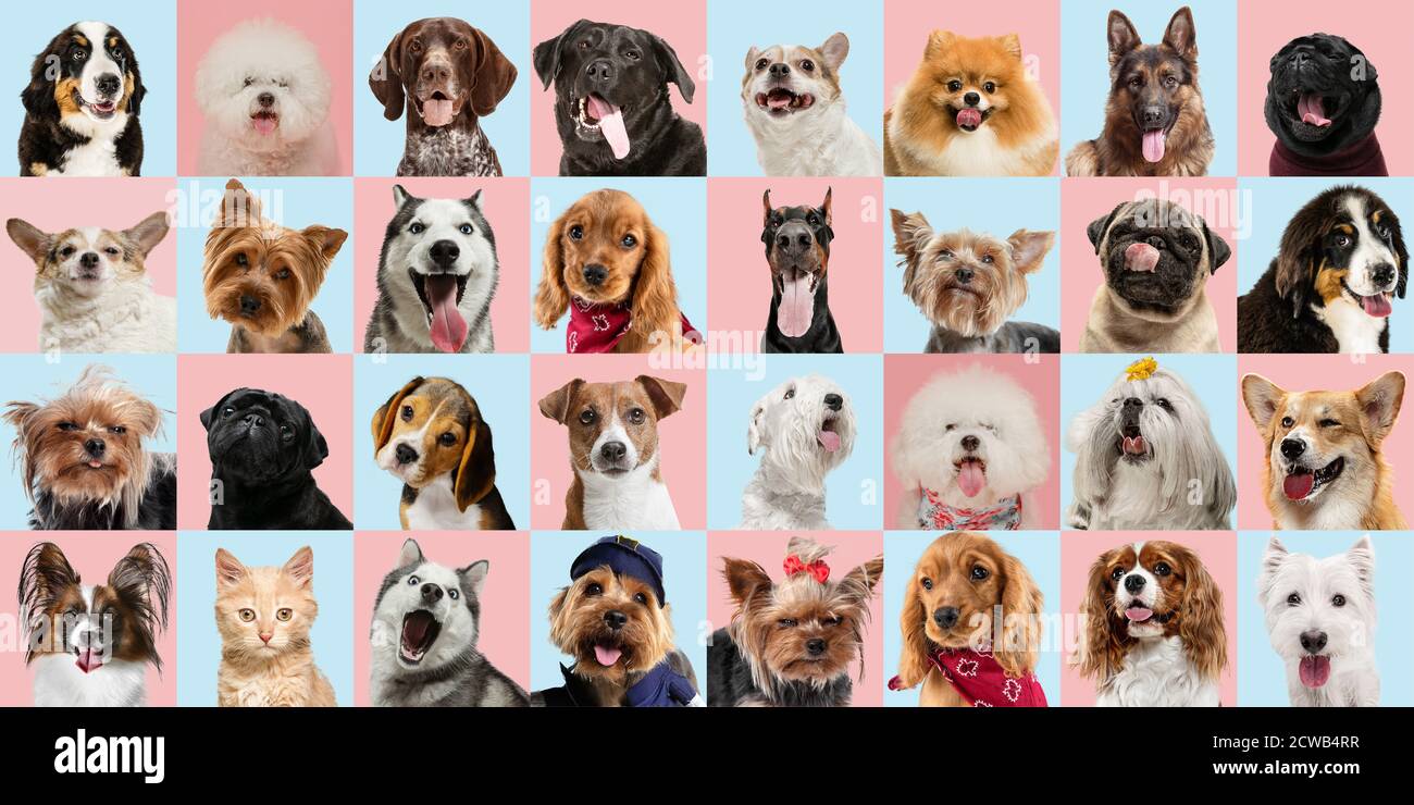 Stylish adorable dogs and cats posing. Cute pets happy. The various purebred puppies and cats. Art collage isolated on multicolored studio background. Front view, modern design. Different breeds. Stock Photo