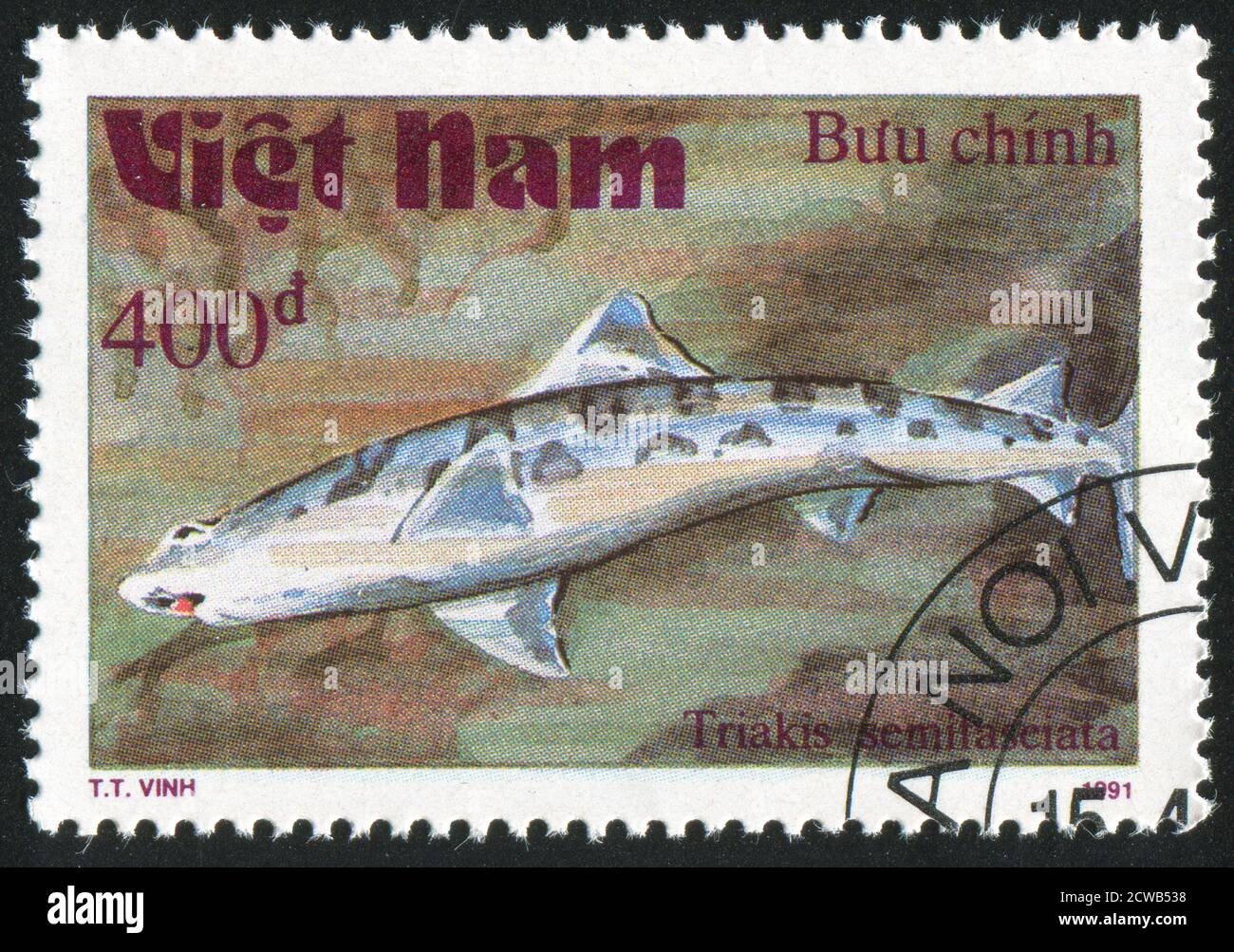 VIET NAM - CIRCA 1991: stamp printed by Viet Nam, shows Triakis semifasciata, circa 1991 Stock Photo