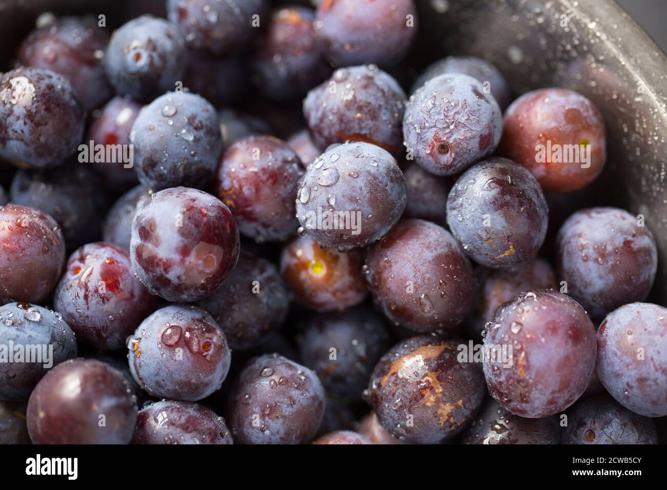 Bullace, a type of plum, that were picked from a tree growing near homes. They have been washed in preparation for making jam. Dorset England UK GB Stock Photo