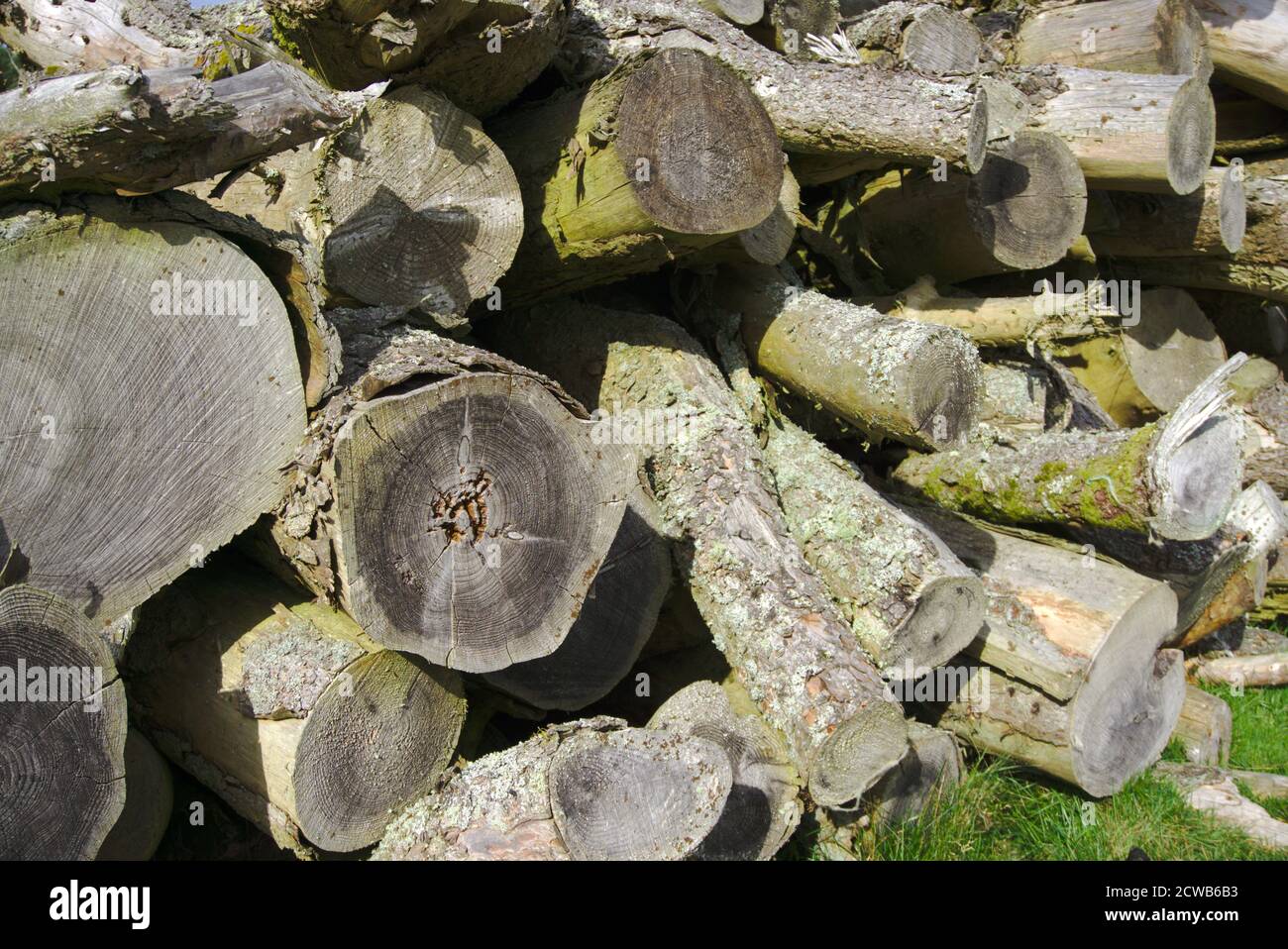 Close up of pile of logs with lichen. Stock Photo