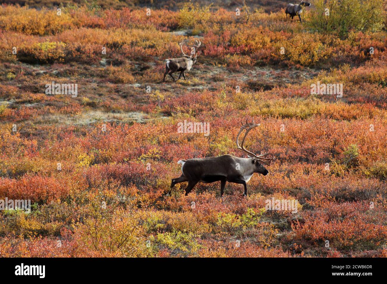 Caribou in the wild in autumn Alaska Stock Photo