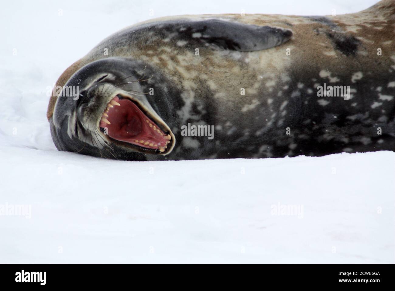 Antarctica, Weddell seal in the snow on Detaille Island, Antarctic Peninsula Stock Photo