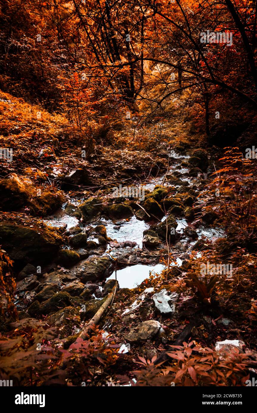 Stream in forest at autumn, beautiful forest area with autumn colors. Selective focus. Stock Photo