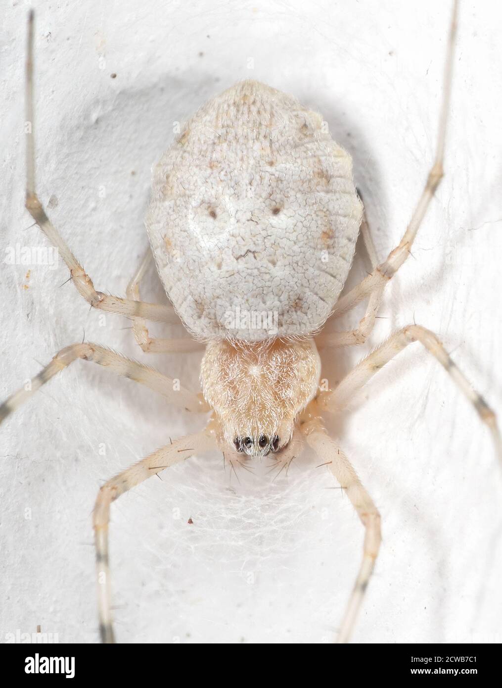 Macro Photography of Spider on Spider Web on White Wall Stock Photo - Alamy