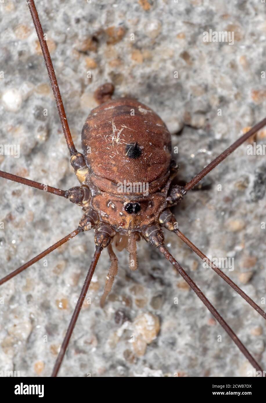 Macro Photography of Harvestman or Daddy Longlegs on The Wall Stock Photo