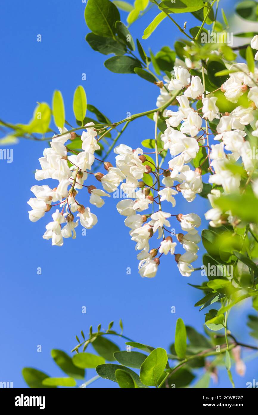 Locust tree in park hi-res stock photography and images - Alamy