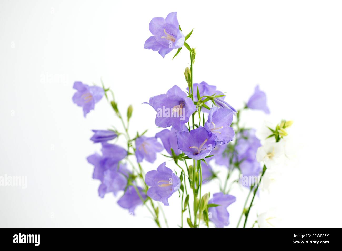Bouquet of flowers Purple bells on a white background Stock Photo