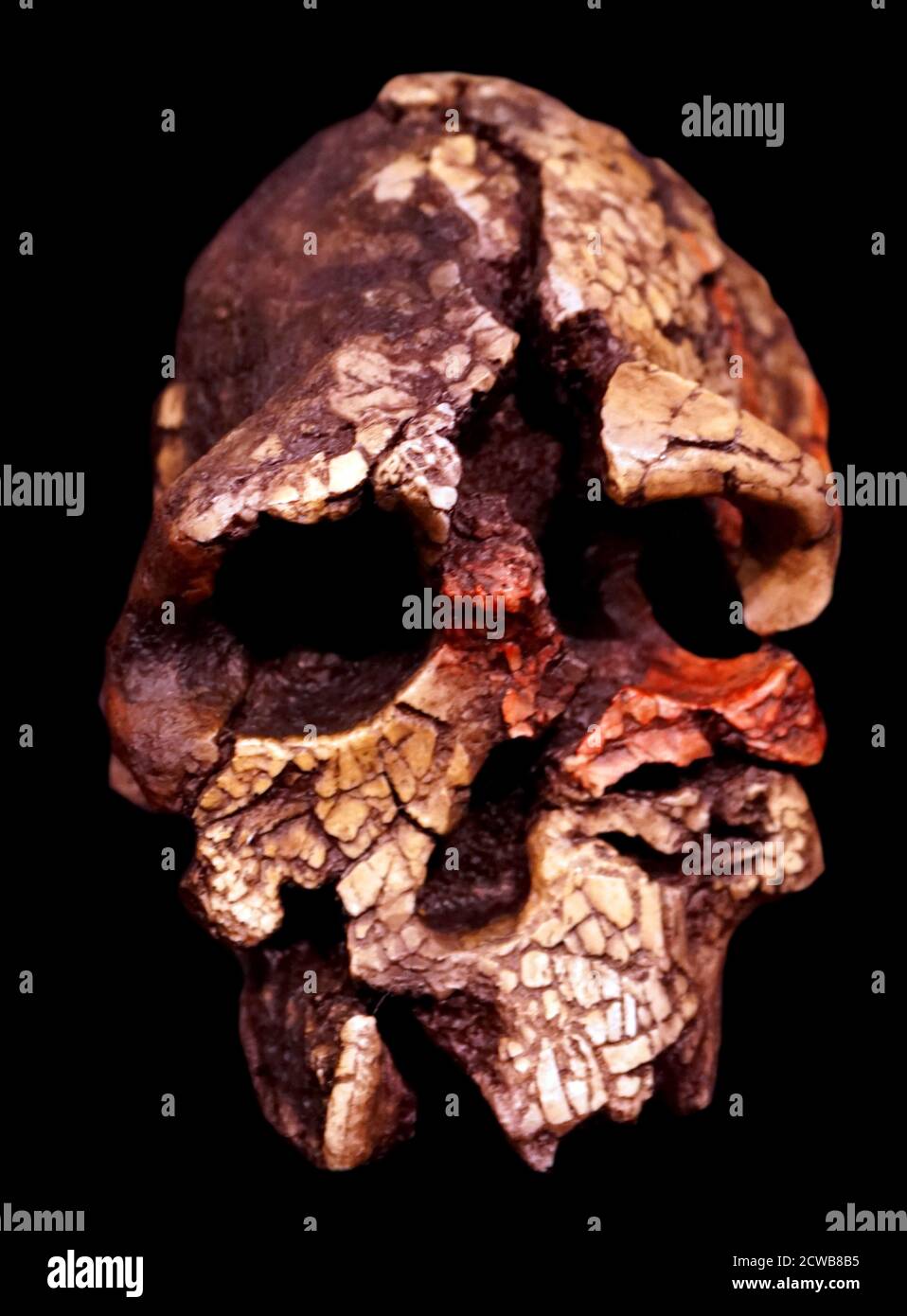 The Kenyanthropus platyops, a 3.5 to 3.2-million-year-old (Pliocene) hominin fossil discovered in Lake Turkana, Kenya Stock Photo