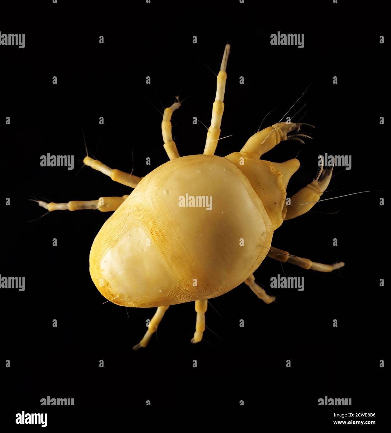 Cheyletus mites hires stock photography and images Alamy
