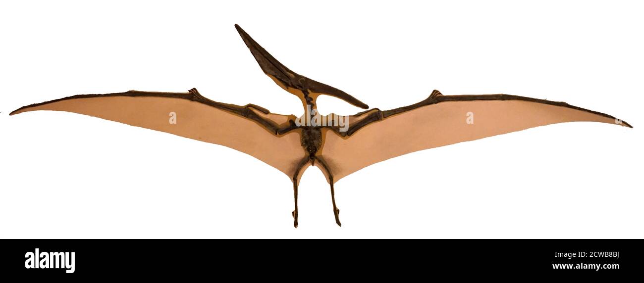 Pteranodon fossil hires stock photography and images Alamy