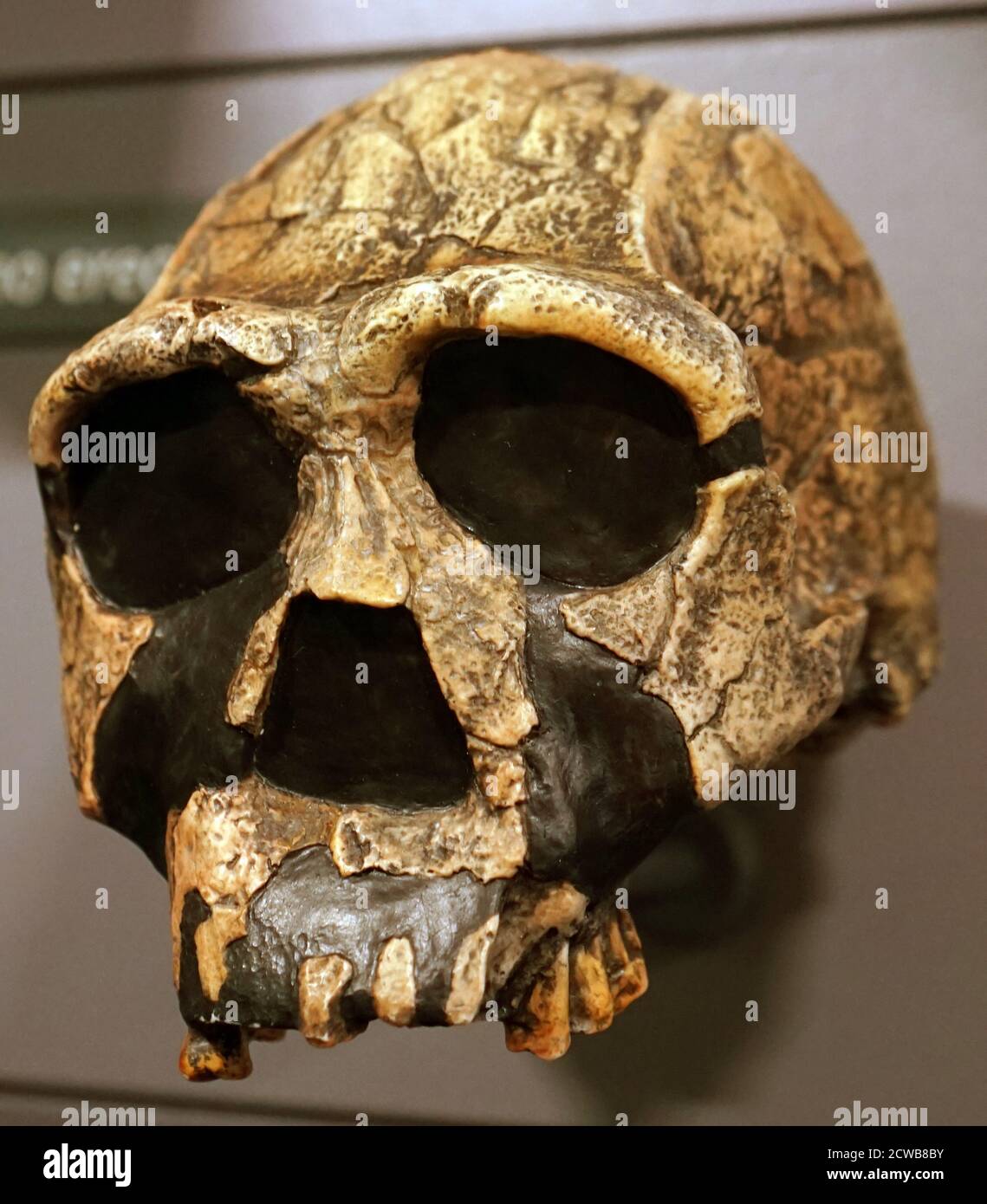 Skull of a homo erectus a species of archaic humans that lived throughout most of the Pleistocene geological epoch Stock Photo