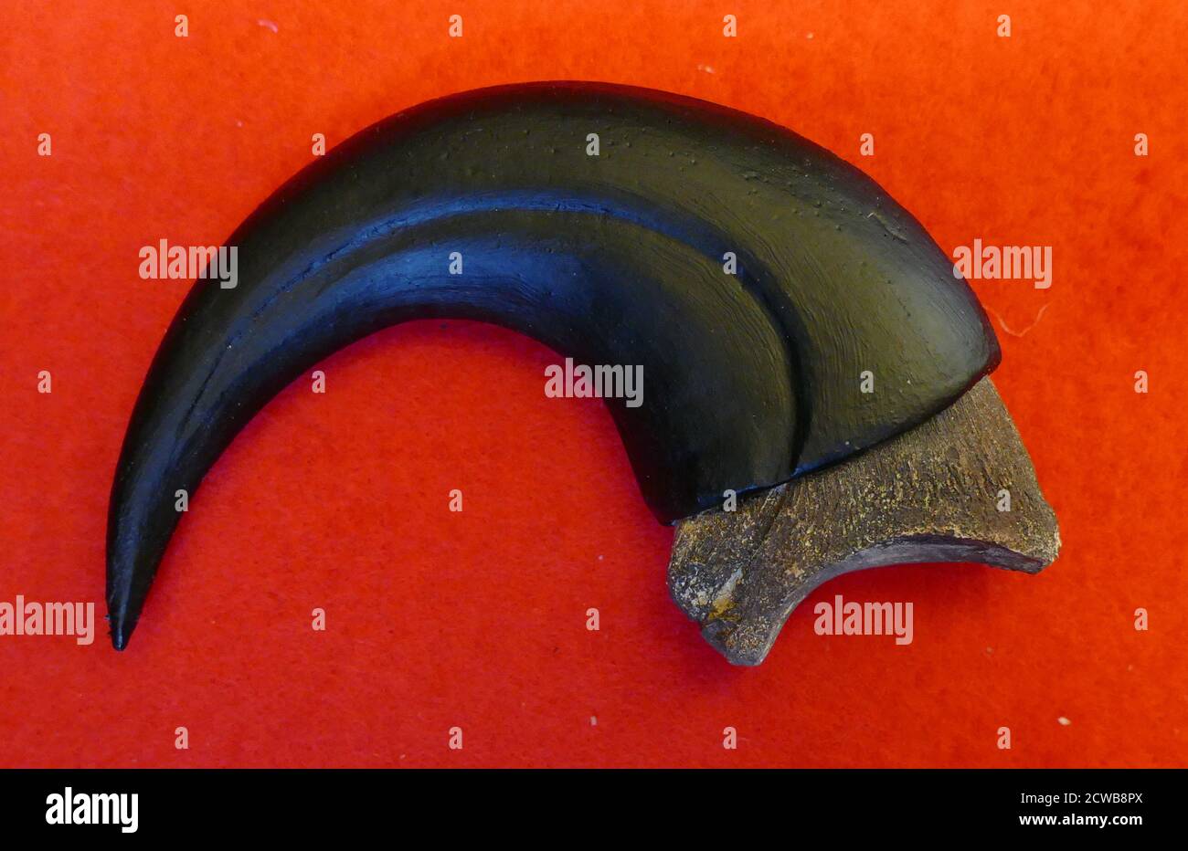 Deinonychus Antirrhopos Claw - the killing claw from the foot of a Deinonychus with reconstructed keratin sheath Stock Photo