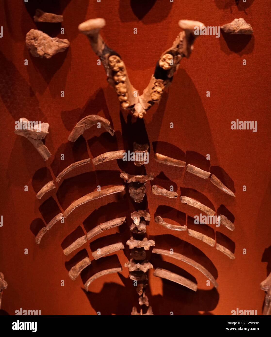 Fossil of an ancient Australopithecus afarensis referred to as Lucy