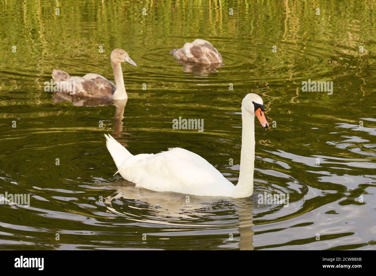 Flock of swans near the pond Stock Photo - Alamy