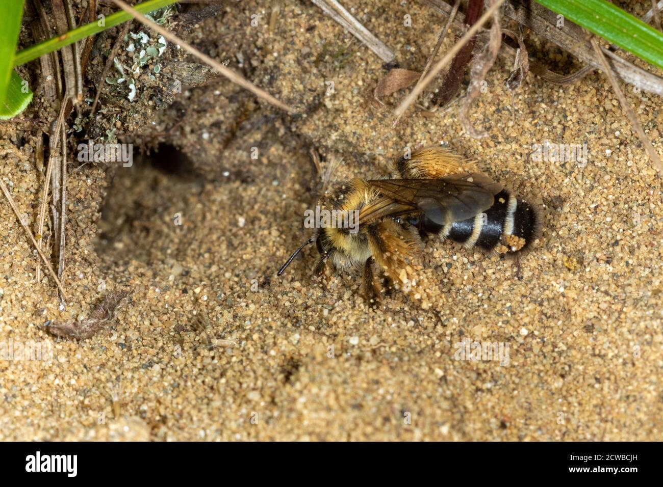 Dasypoda hirtipes, bee on the sand, Special Reserve 'Djurdjevac Sands' in Croatia Stock Photo