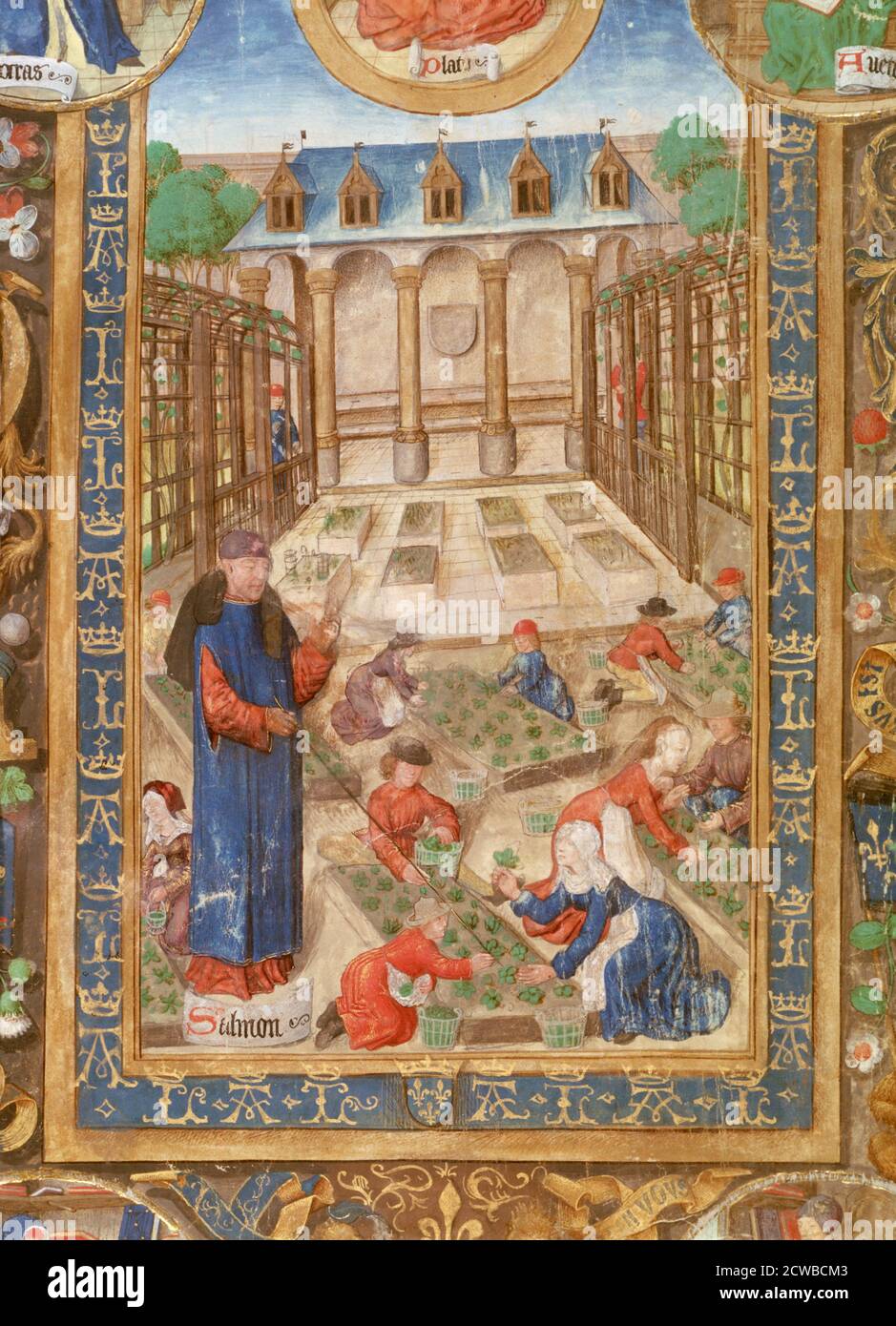 Pharmaceutical garden, 15th century. The scene shows the collection of medicinal plants in a medieval garden. The illustration from 'Livre des simples medecines', in the collection of the Bibliotheque Nationale, Paris. The artist is unknown. Stock Photo